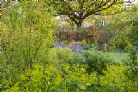 View of mixed borders in an informal country cottage garden flowering in Spring - April