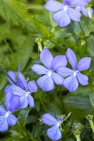 Viola cornuta 'Belmont Blue'