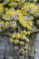 Lichen growing on a stone ornament