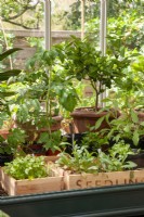 Citrus, tomatoes and herbs growing in a greenhouse