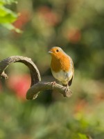 Erithacus rubecula - Robin perched on  branch