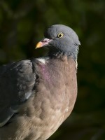 Columba palumbus - Wood Pigeon