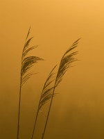 Phragmites 'Australis' - Common reed in sunset