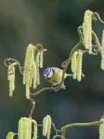 Parus caeruleus - Blue Tit perched on Corylus avellana 'Contorta'
