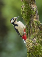 Dendrocopos major - Great spotted woodpecker on a mossy tree trunk