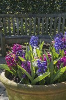Hyacinthus orientalis flowering in large Terracotta pots placed in garden seating area