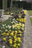 Polyanthus primulas and white hyacinths in spring bedding display at East Ruston Old Vicarage Gardens