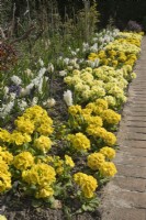 Polyanthus primulas and white hyacinths in spring bedding display at East Ruston Old Vicarage Gardens
