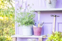 Pot containing plant labels, pencils, ruler and scissors next to a pot of Scabious 'Walbertons Pink Mist' on a shelf