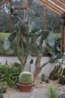 Cactus house at Winterbourne Botanic Garden
