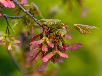 Acer rubrum 'October glory' - Red maple 'October Glory' seeds in spring