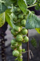 Brussels Sprout 'Brilliant'