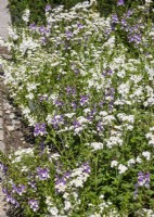 Ageratum houstonianum mix, summer June
