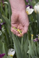 Tulipa - Deadheading Tulips