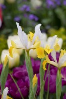 Iris x hollandica Apollo - Dutch Iris