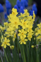 Narcissus 'Baby Boomer' - Miniature Daffodi
