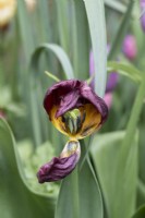 Tulipa - Spent Tulip
