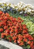 Begonia cucullata var. hookeri, summer June