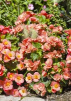 Begonia elatior Belove Peach, spring May