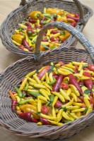 Wicker trugs with harvested mixed chillies