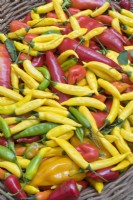 Wicker trugs with harvested mixed chillies