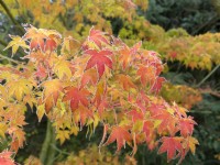 Acer palmatum - Japanese Maple with frosted leaves