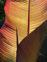Canna Lily with backlit leaves