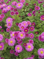 Chrysanthemum 'Bretforton Road'