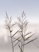 Phragmites australis - common reed in autumn mist