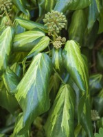 Hedera colchica 'Sulphur Heart' with flowers