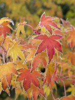 Acer palmatum - Japanese Maple with frosted leaves