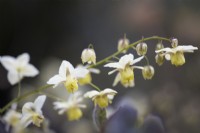 Epimedium versicolour 'Sulphureum' flowers
