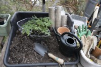 Tomato seedlings in a plastic recycled fruit carton sit on a potting bench beside a trowel, packet of eco friendly plant pots and a watering can. Various gardening parapahanalia including gardening gloves and tools sit beside the potting bench. 