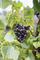 Vitis vinifera 'Gagarin Blue' - Grapevine