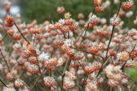 Edgeworthia chrysantha 'Red Dragon' - Paperbush 'Red Dragon'