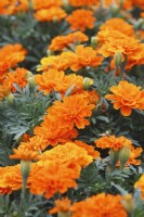 Tagetes patula 'Durango Tangerine' - French Marigold
