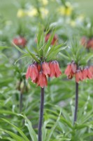 Fritillaria imperialis 'Red Beauty' - Crown Imperial