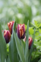 Tulipa 'Slawa'