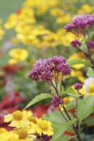 Eupatorium maculatum 'Purple Bush' - Joe Pye Weed