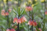 Fritillaria imperialis 'Early Fantasy' - Crown Imperial