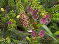 Picea abies Pusch flowers, cones and new shoots  in spring Late April