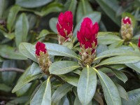 Rhododendron degronianum subsp. 'Yakushimanum'