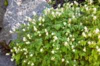 Corydalis ochroleuca, summer June