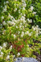 Corydalis ochroleuca, summer June