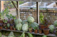 Display of winter vegetable seedlings and squashes in winter