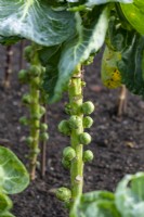 Brussels Sprout 'Brodie'