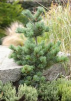 Pinus aristata, summer June