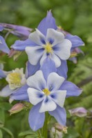 Aquilegia vulgaris 'Songbird Blue Bird' flowering in Spring - April