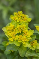 Euphorbia polychroma flowering in Spring - May