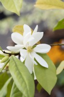 Magnolia 'Fairy White'